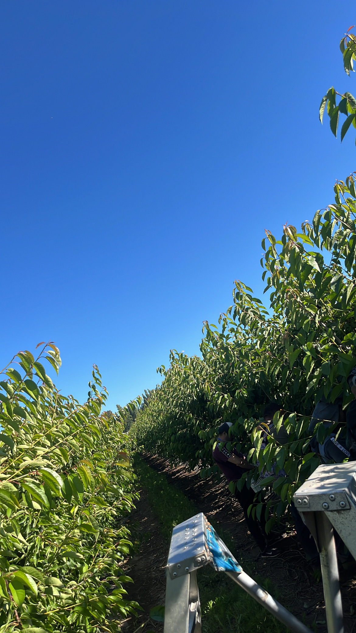 🍒🍒 Culión en el Campo